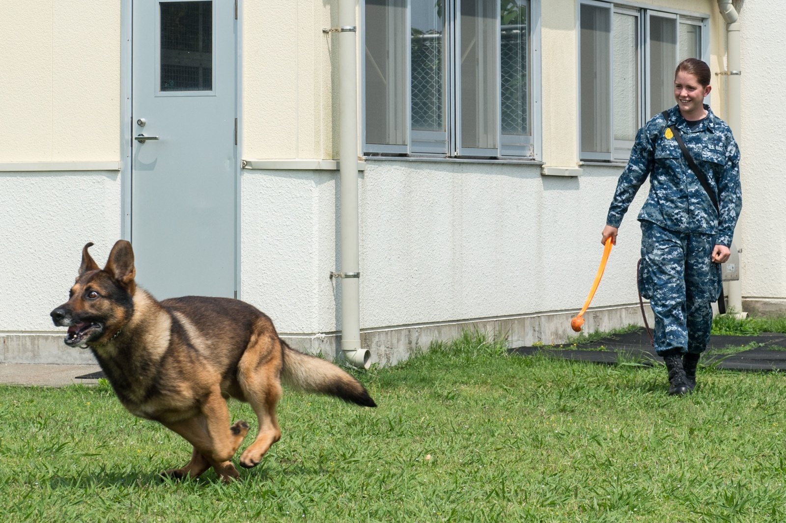 Four-paw training