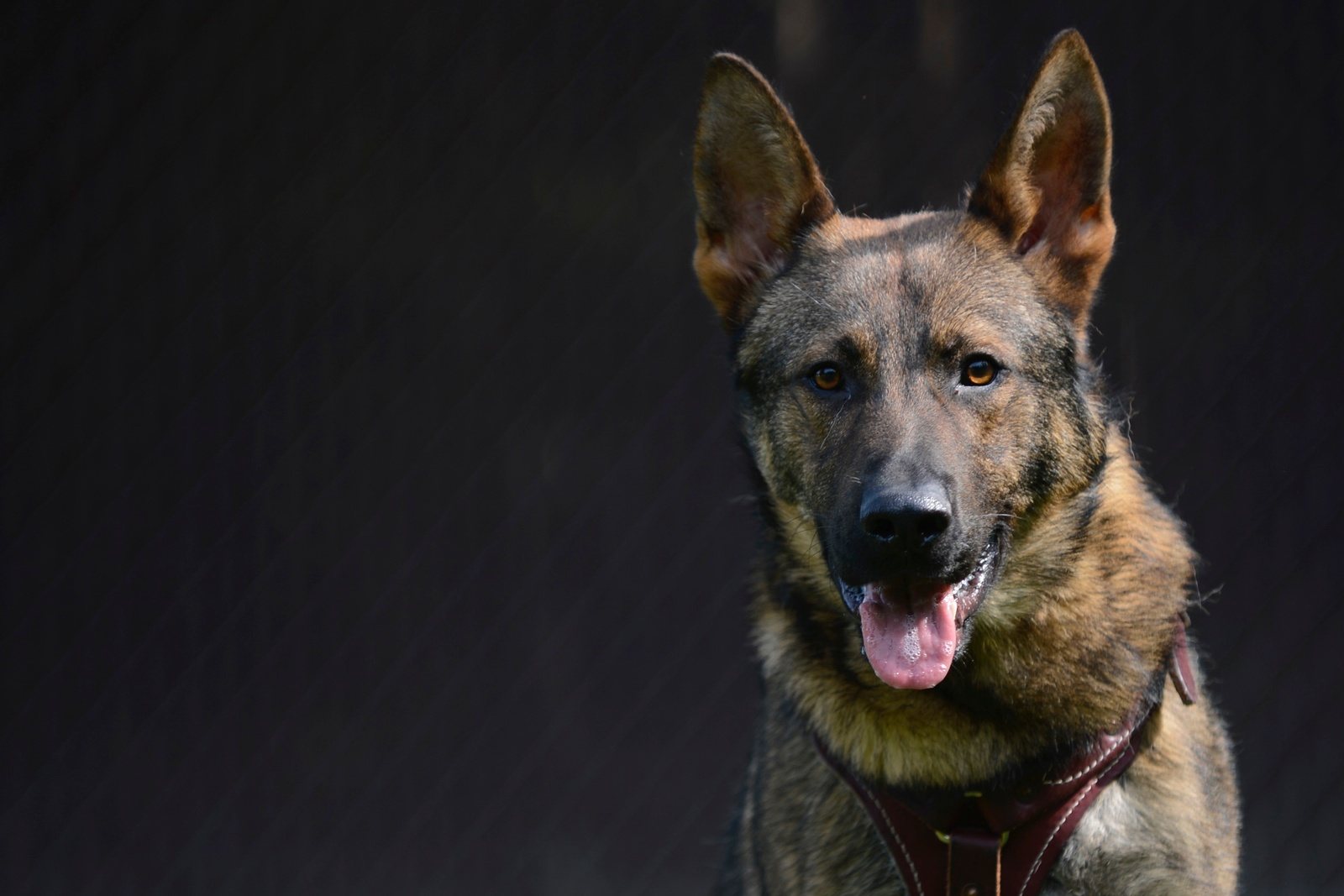 Ready for commands