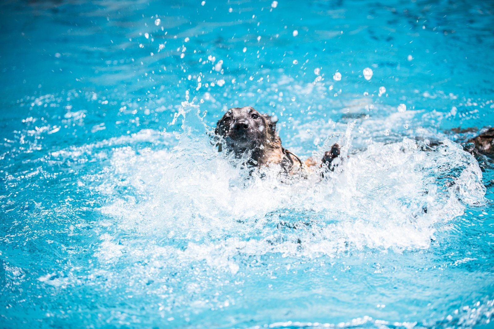 Paws in the pool