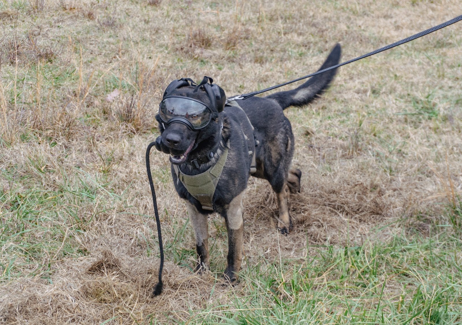 Doggles on